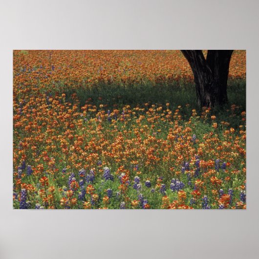 NA, USA, Texas, Hill Country, Paint Poster (Voorkant)