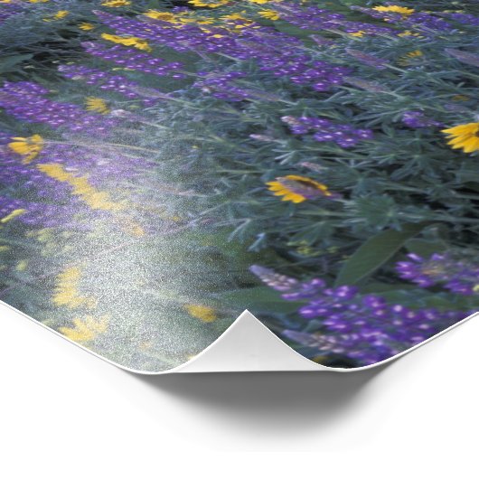 NA, USA, Washington Dalles, Lupine en Foto Afdruk (Hoek)