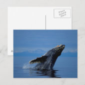 NA, Verenigde Staten, Alaska, Zuidoost-Alaska, Bin Briefkaart (Voorkant / Achterkant)