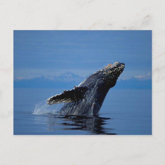 NA, Verenigde Staten, Alaska, Zuidoost-Alaska, Bin Briefkaart (Voorkant)