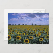 NA, Verenigde Staten, Kansas, Zonnebloementeelt Briefkaart (Voorkant / Achterkant)