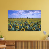 NA, Verenigde Staten, Kansas, Zonnebloementeelt Canvas Afdruk (Insitu (Woonkamer))