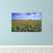 NA, Verenigde Staten, Kansas, Zonnebloementeelt Canvas Afdruk (Insitu (Houten vloer))