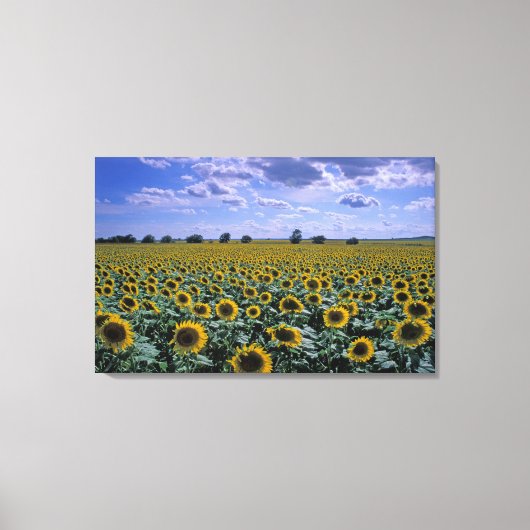 NA, Verenigde Staten, Kansas, Zonnebloementeelt Canvas Afdruk (Voorkant)