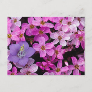 NA, VS, Alaska, Aleoeten, Wilde bloemen Briefkaart