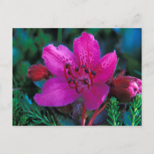 NA, VS, Alaska, Aleoeten, Wilde bloemen Briefkaart