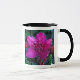NA, VS, Alaska, Aleoeten, Wilde bloemen Mok