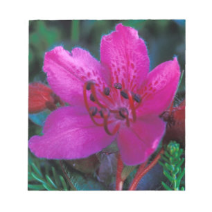NA, VS, Alaska, Aleoeten, Wilde bloemen Notitieblok