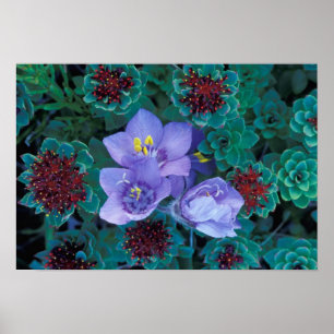 NA, VS, Alaska, Aleoeten, Wilde bloemen Poster