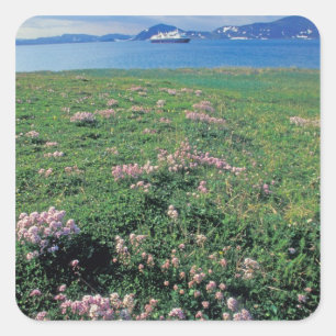 NA, VS, Alaska, Aleutian Island, Schitterend met Vierkante Sticker