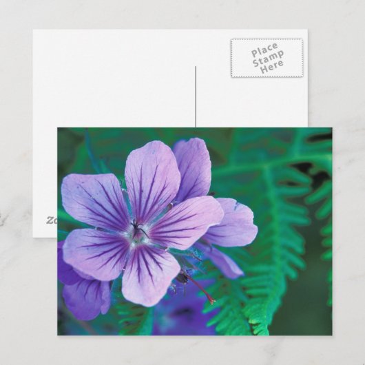 NA, VS, Alaska, Aleutian Islands, Wild Briefkaart (Voorkant / Achterkant)