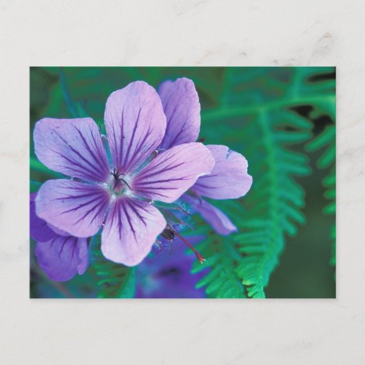 NA, VS, Alaska, Aleutian Islands, Wild Briefkaart (Voorkant)