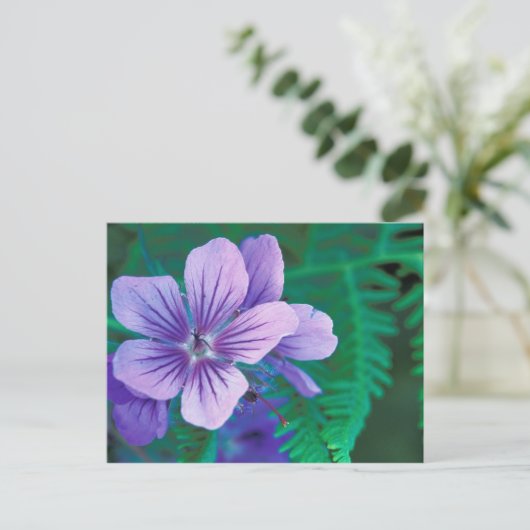 NA, VS, Alaska, Aleutian Islands, Wild Briefkaart (Staand voorkant)