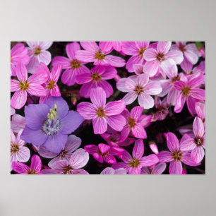 NA, VS, Alaska, Aleutian Islands, Wilde bloemen Poster
