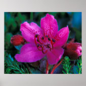 NA, VS, Alaska, Aleutian Islands, Wilde bloemen Poster (Voorkant)