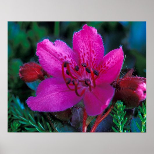 NA, VS, Alaska, Aleutian Islands, Wilde bloemen Poster (Voorkant)