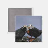 NA, VS, Alaska, Bering Zee, Pribilofs. gebogen Magneet (Voorkant / Achterkant)