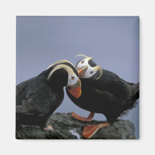 NA, VS, Alaska, Bering Zee, Pribilofs. gebogen Magneet