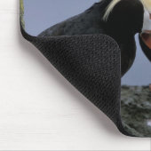 NA, VS, Alaska, Bering Zee, Pribilofs. gebogen Muismat (Hoek)