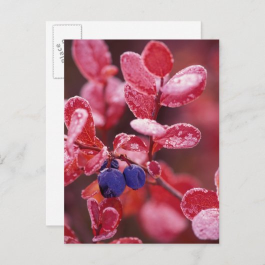 NA, VS, Alaska, Denali NP, Blauwe bessen in Briefkaart (Voorkant / Achterkant)