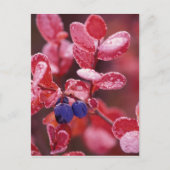 NA, VS, Alaska, Denali NP, Blauwe bessen in Briefkaart (Voorkant)