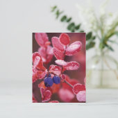 NA, VS, Alaska, Denali NP, Blauwe bessen in Briefkaart (Staand voorkant)