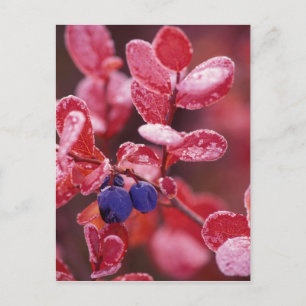 NA, VS, Alaska, Denali NP, Blauwe bessen in Briefkaart