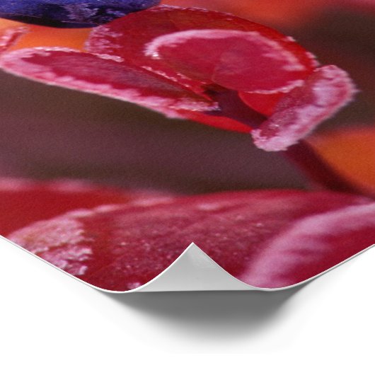 NA, VS, Alaska, Denali NP, Blauwe bessen in Poster (Hoek)