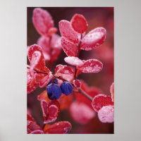 NA, VS, Alaska, Denali NP, Blauwe bessen in