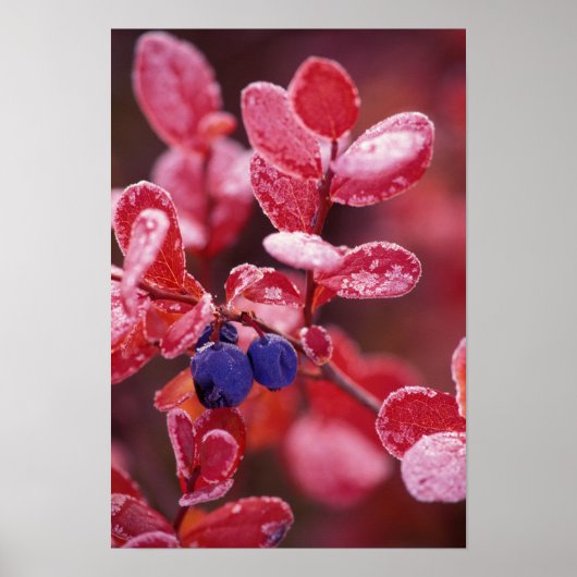 NA, VS, Alaska, Denali NP, Blauwe bessen in Poster (Voorkant)