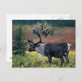 NA, VS, Alaska, Denali NP, Bull caribou 3 Briefkaart (Voorkant / Achterkant)