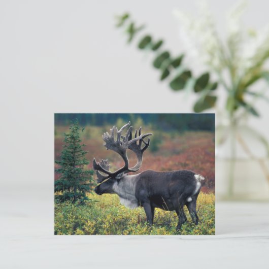 NA, VS, Alaska, Denali NP, Bull caribou 3 Briefkaart (Staand voorkant)