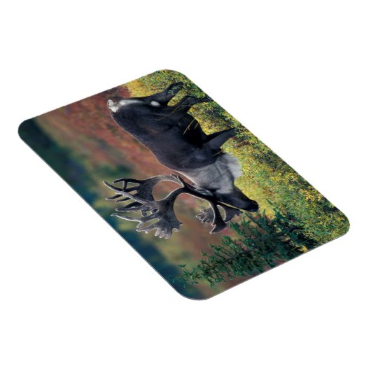 NA, VS, Alaska, Denali NP, Bull caribou 3 Magneet (Rechterzijde)