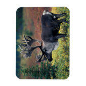 NA, VS, Alaska, Denali NP, Bull caribou 3 Magneet (Verticaal)