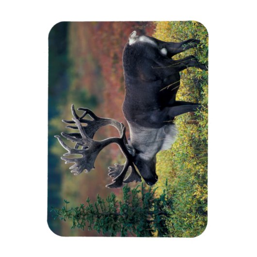 NA, VS, Alaska, Denali NP, Bull caribou 3 Magneet (Verticaal)