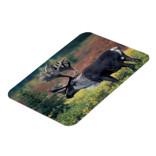 NA, VS, Alaska, Denali NP, Bull caribou 3 Magneet (Linkerzijde)