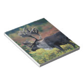 NA, VS, Alaska, Denali NP, Bull caribou 3 Notitieblok (Schuin)