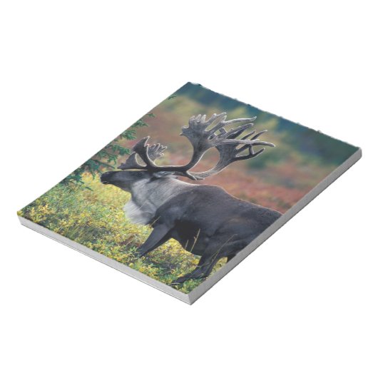 NA, VS, Alaska, Denali NP, Bull caribou 3 Notitieblok (Linkerzijde)