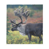 NA, VS, Alaska, Denali NP, Bull caribou 3 Notitieblok (Voorkant)