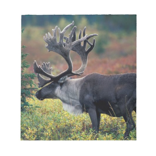 NA, VS, Alaska, Denali NP, Bull caribou 3 Notitieblok (Voorkant)