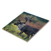 NA, VS, Alaska, Denali NP, Bull caribou 3 Tegeltje (Zijkant)