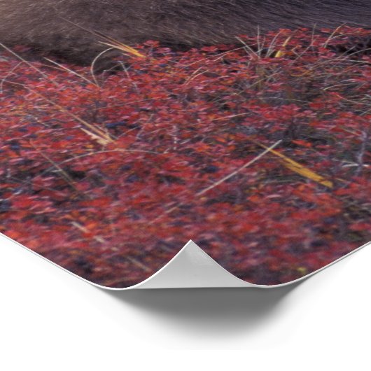 NA, VS, Alaska, Denali NP. Een vrouw grizzly Poster (Hoek)