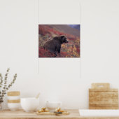 NA, VS, Alaska, Denali NP. Een vrouw grizzly Poster (Keuken)