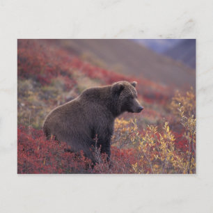 NA, VS, Alaska, Denali NP. Een vrouwelijke grizzly Briefkaart