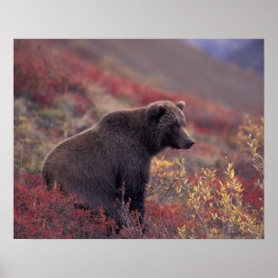 NA, VS, Alaska, Denali NP. Een vrouwelijke grizzly Poster