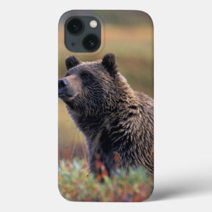 NA, VS, Alaska, Denali NP, Grizzly beer iPhone 13 Hoesje
