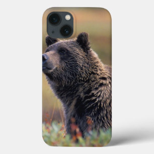 NA, VS, Alaska, Denali NP, Grizzly beer Case-Mate iPhone Case