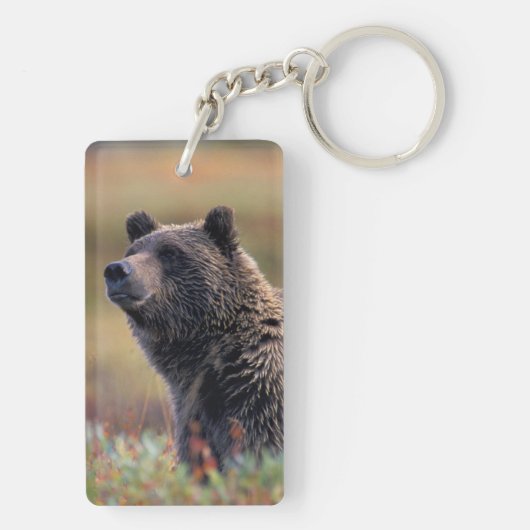 NA, VS, Alaska, Denali NP, Grizzly beer Sleutelhanger (achterkant)