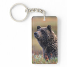 NA, VS, Alaska, Denali NP, Grizzly beer