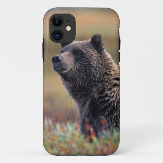 NA, VS, Alaska, Denali NP, Grizzlybeer Case-Mate iPhone Case (Achterkant)